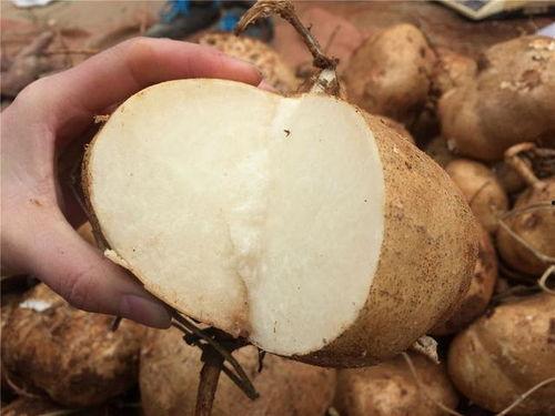 早上吃土瓜好吗,开启健康活力一天的秘密