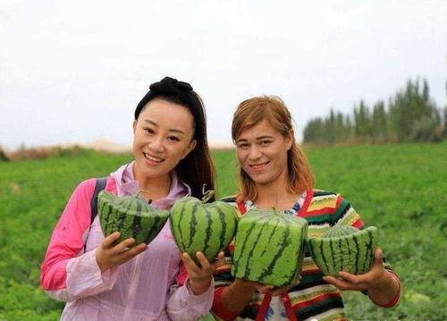 中国吃瓜大国2020,吃瓜群众的年度盛宴