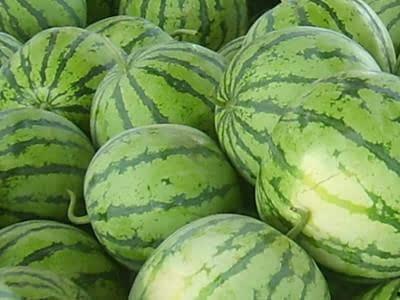 漂亮大妈吃酸瓜,酸瓜美食之旅