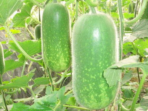 吃瓜大小姐分享每日新瓜,揭秘娱乐圈幕后故事