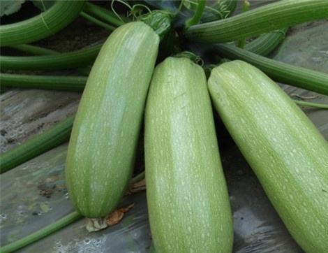 吃瓜的其他益处