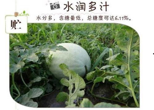 吃白瓜发胖么,吃白瓜真的会发胖吗？