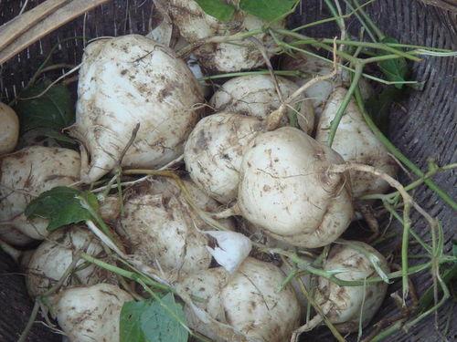 吃完土瓜可以吃马蹄,美味双响曲