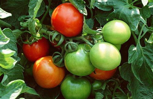 小云吃瓜番茄,一场别开生面的吃瓜体验