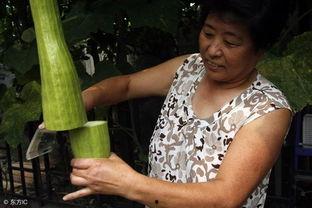 会长吃瓜一剪到底