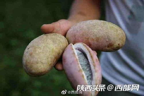 吃八月瓜吃美食好吗,探寻夏日里的美味宝藏