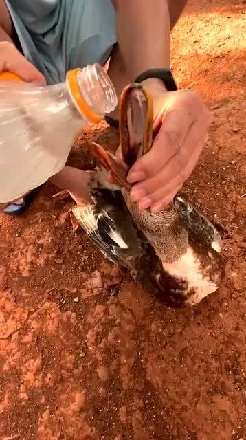 广西灌醉吃瓜事件,一场意外引发的公共安全风波