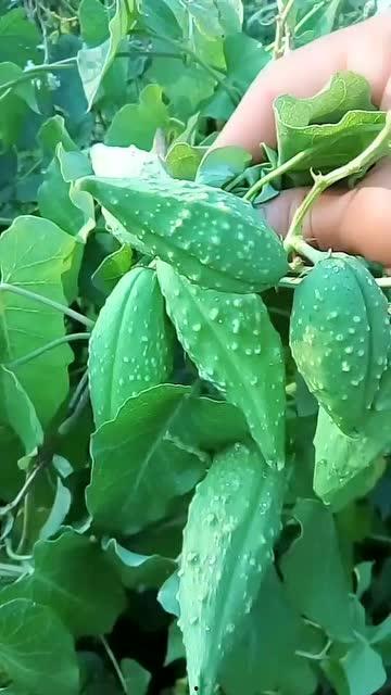 小鱼吃瓜瓢吗,一场奇妙的生态对话