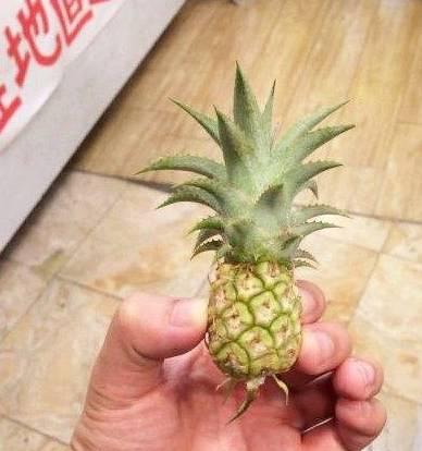 搞笑女吃蜜瓜,搞笑女大快朵颐，欢乐满溢现场