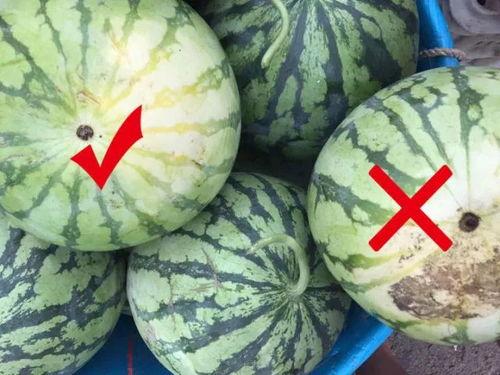 摘面瓜吃,探寻传统美食的独特魅力