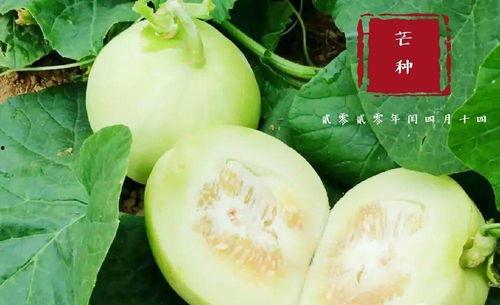 翰林府颖宝宝吃瓜