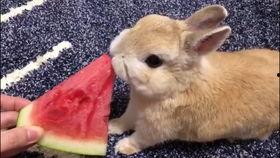 那兔子吃瓜,一场趣味横生的田园盛宴