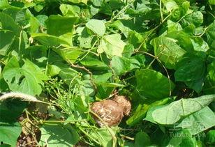 孕妈可以吃土瓜,土瓜助力孕妈健康营养