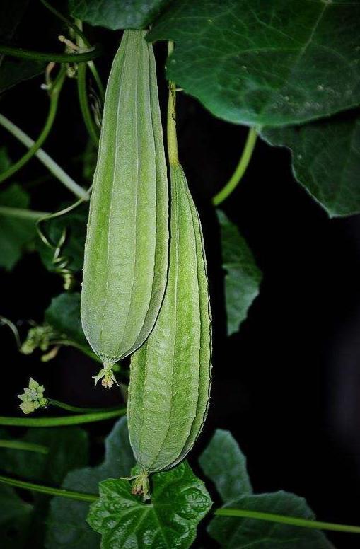 男人吃八棱瓜,男人的独特美食体验