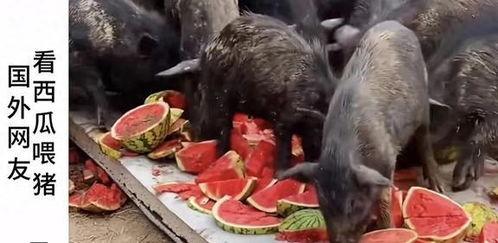 吃瓜博主倒膜,吃瓜群众倒膜大揭秘