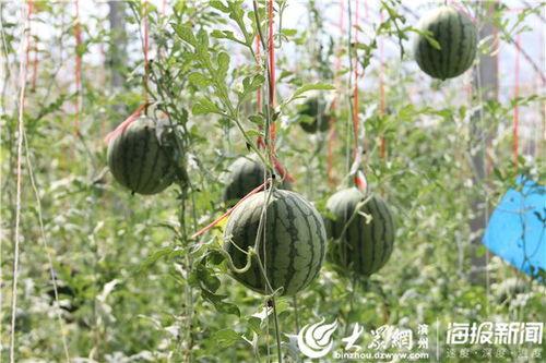 江苏宿迁吃瓜视频曝光,揭秘当地风俗与文化现象