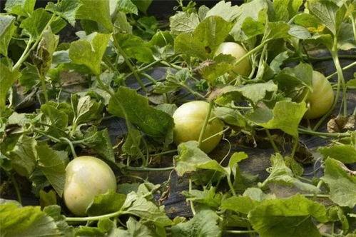 超会吃的瓜,一场味蕾与文化的盛宴