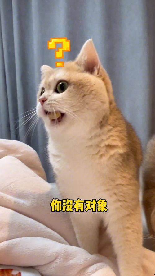 吃瓜成猩猩,揭秘网络迷因的神奇魅力