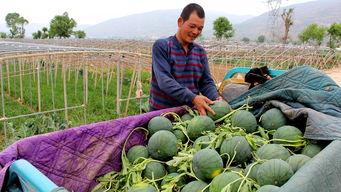 城关镇吃瓜,消暑解渴，共享清凉时光