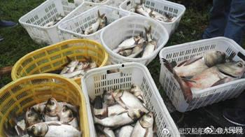 武汉高校免费吃瓜