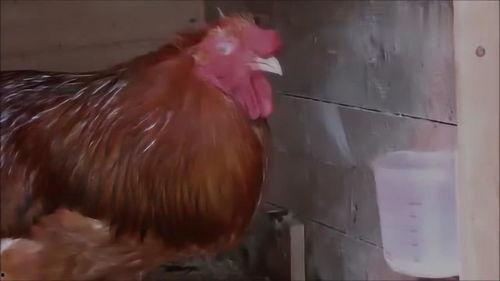 带你吃瓜奇葩公鸡