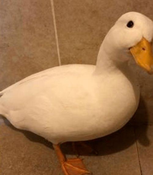 柯尔鸭吃瓜泥,柯尔鸭的瓜泥美食之旅