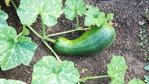 瓠瓜日本怎么吃,瓠瓜在日本的多彩食法探索