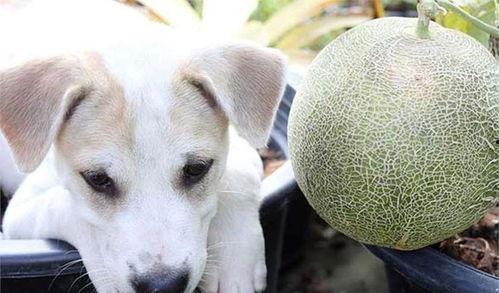 吃蜜瓜狗狗,蜜瓜美食之旅