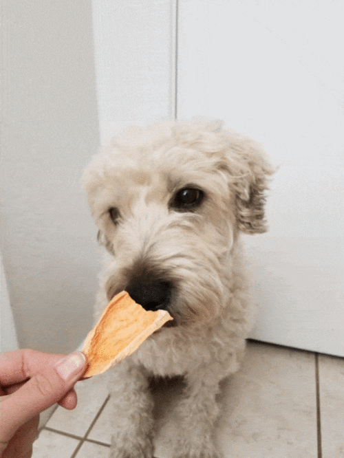 小狗可以吃土瓜不,土瓜美食之旅