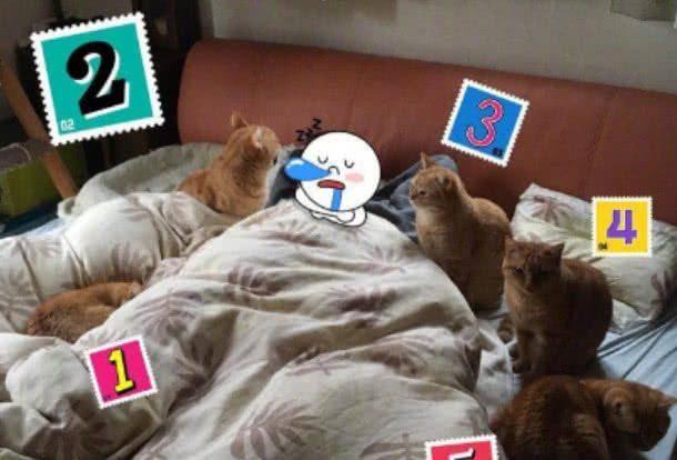 橘猫吃瓜图片,萌态十足！