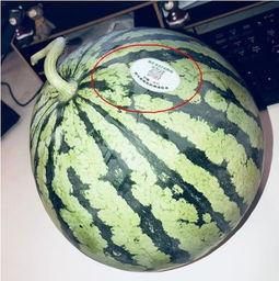 安阳吃瓜网红,揭秘当地美食与趣闻