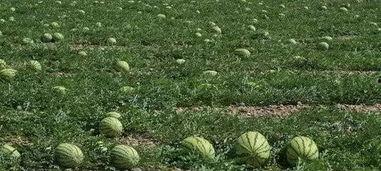 微信吃瓜平台,热门事件背后的真相与笑料