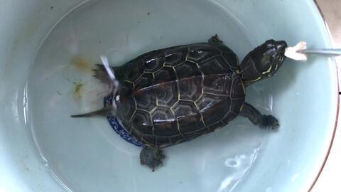 斗鱼小乌龟吃瓜,一场趣味横生的宠物互动秀