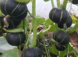 小栗在线吃瓜,揭秘娱乐圈幕后故事