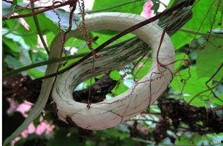 骆驼喜欢吃蛇瓜,探寻蛇瓜的神秘魅力