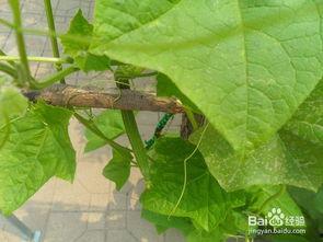 怎么吃棱瓜,解锁健康美味的吃法秘诀