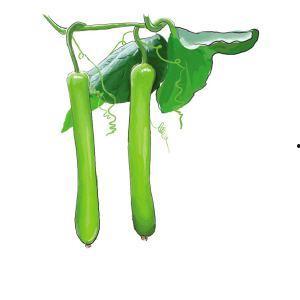 吃长葫芦瓜致癌,揭秘日常饮食中的潜在隐患