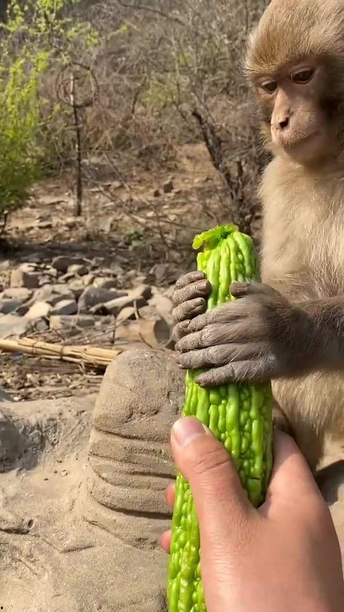 吃瓜猴子站着,揭秘站姿背后的文化内涵