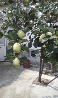 树吃瓜视频,揭秘植物界的“神秘食客”