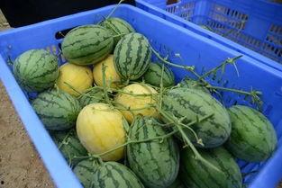 金龙湾吃瓜,一场吃瓜盛宴，揭秘幕后真相