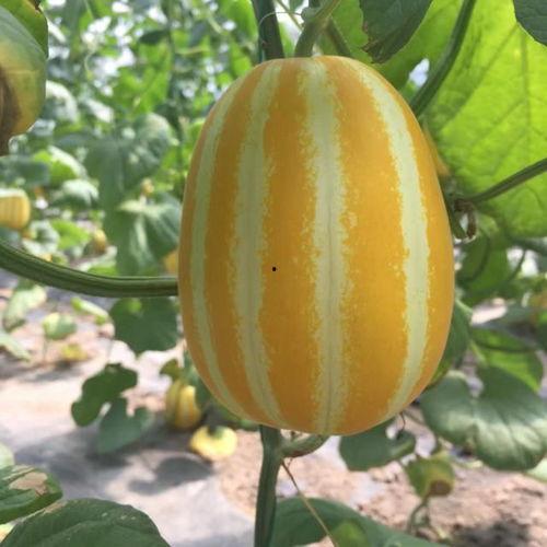 吃瓜梦工厂在哪看别的,揭秘多元娱乐内容观看指南