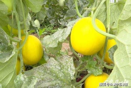 石家庄幼师吃瓜,石家庄幼师吃瓜事件背后的真相揭秘