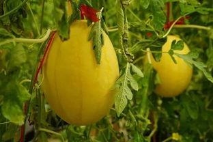 无绣瓜怎么吃,探索清新口感的新选择