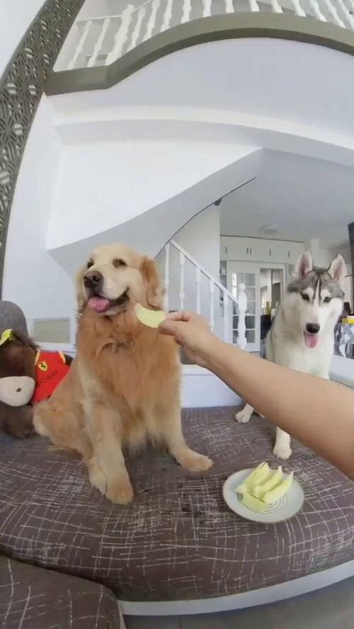 狗子与我免费吃瓜