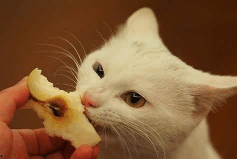 猫咪可以吃酥瓜不