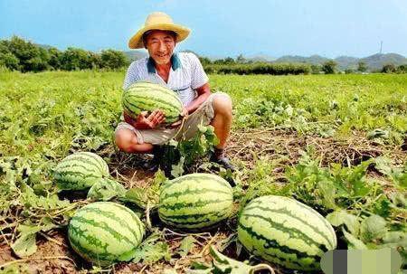 吃瓜博主路边吃瓜视频,吃瓜博主带你一探究竟