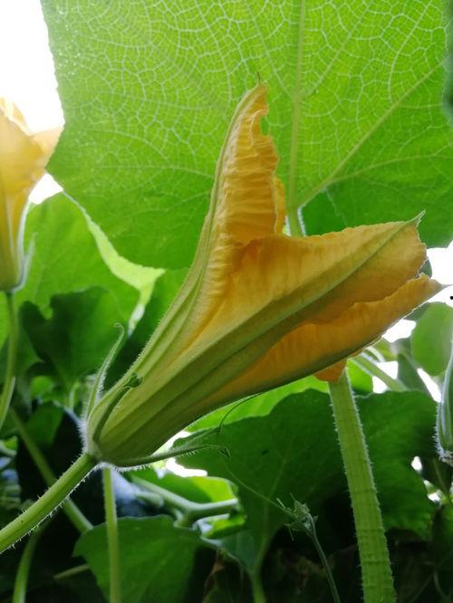 瓜花怎么吃最好,解锁最佳食用之道