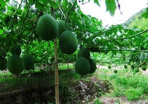 吃的吊瓜,传统与创新交融的味蕾盛宴