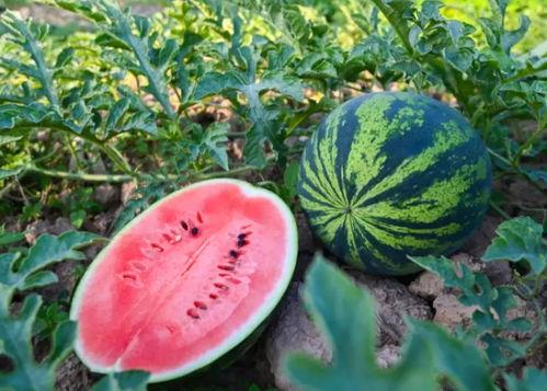 花样吃瓜比赛,花样吃瓜比赛，创意无限，趣味横生