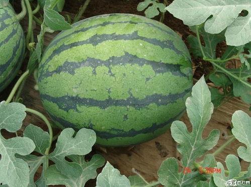 不做吃瓜群众说说,主动参与构建和谐社会的行动指南